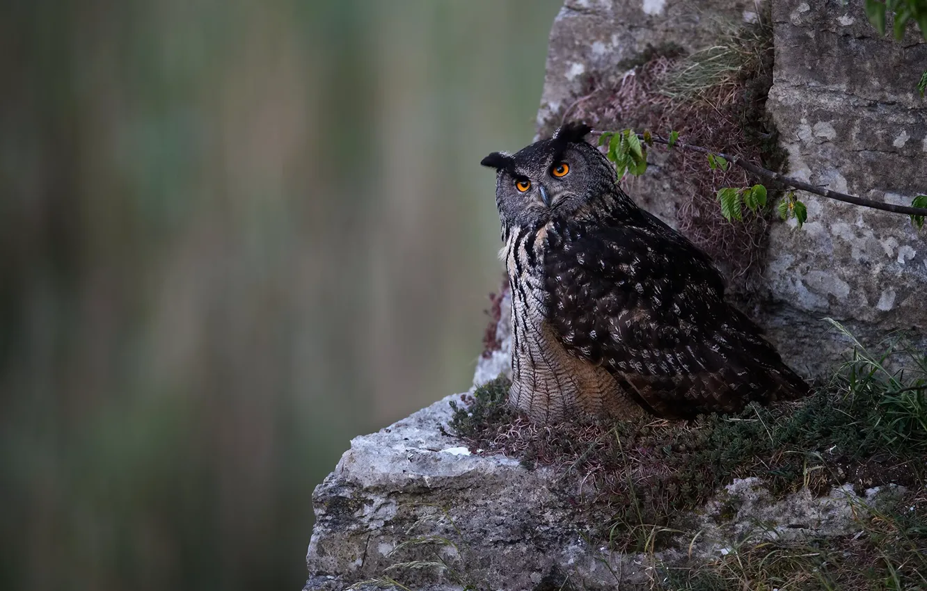 Photo wallpaper look, leaves, nature, stones, owl, bird, moss, bokeh