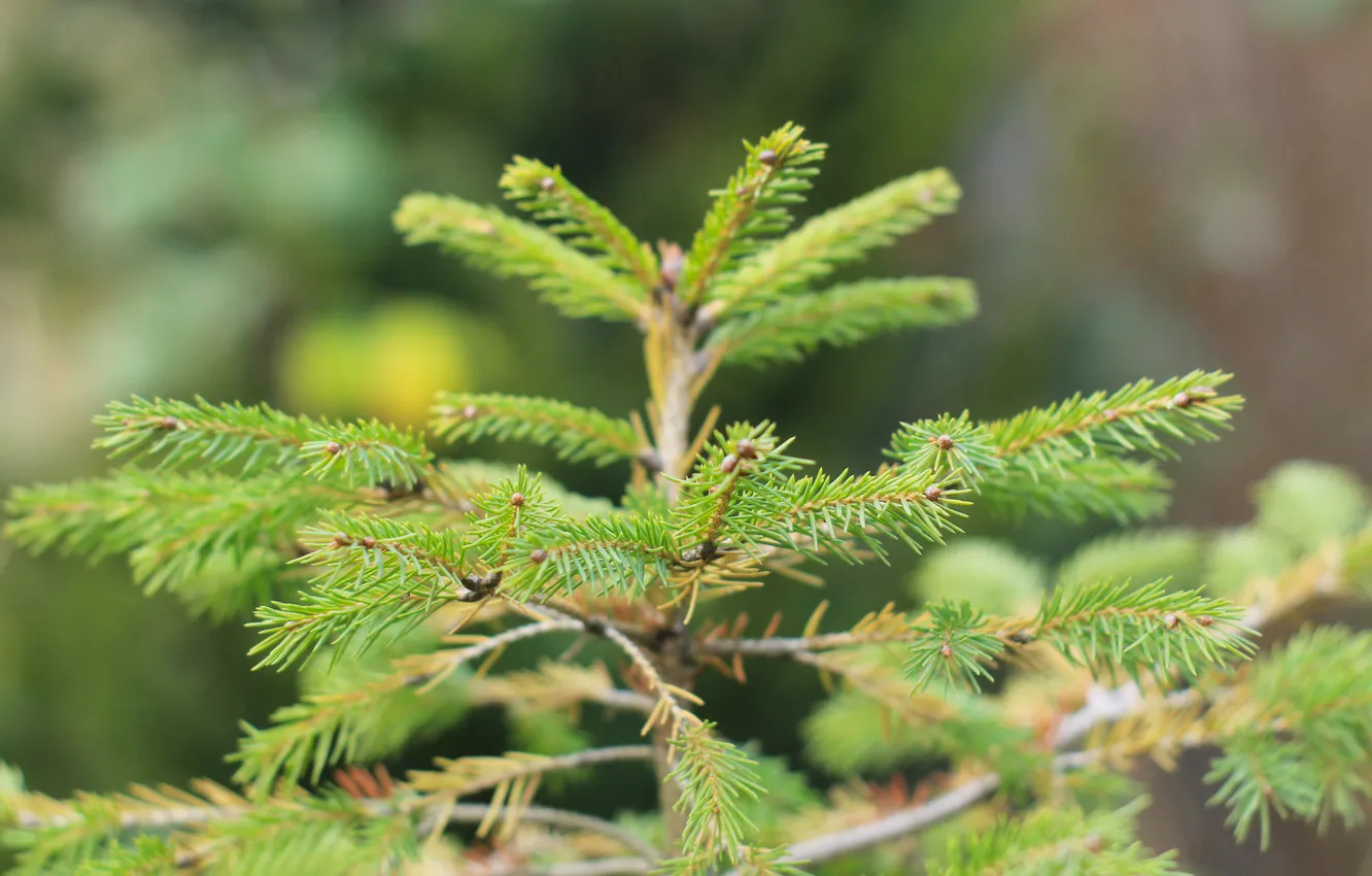 Photo wallpaper green, spruce, twig