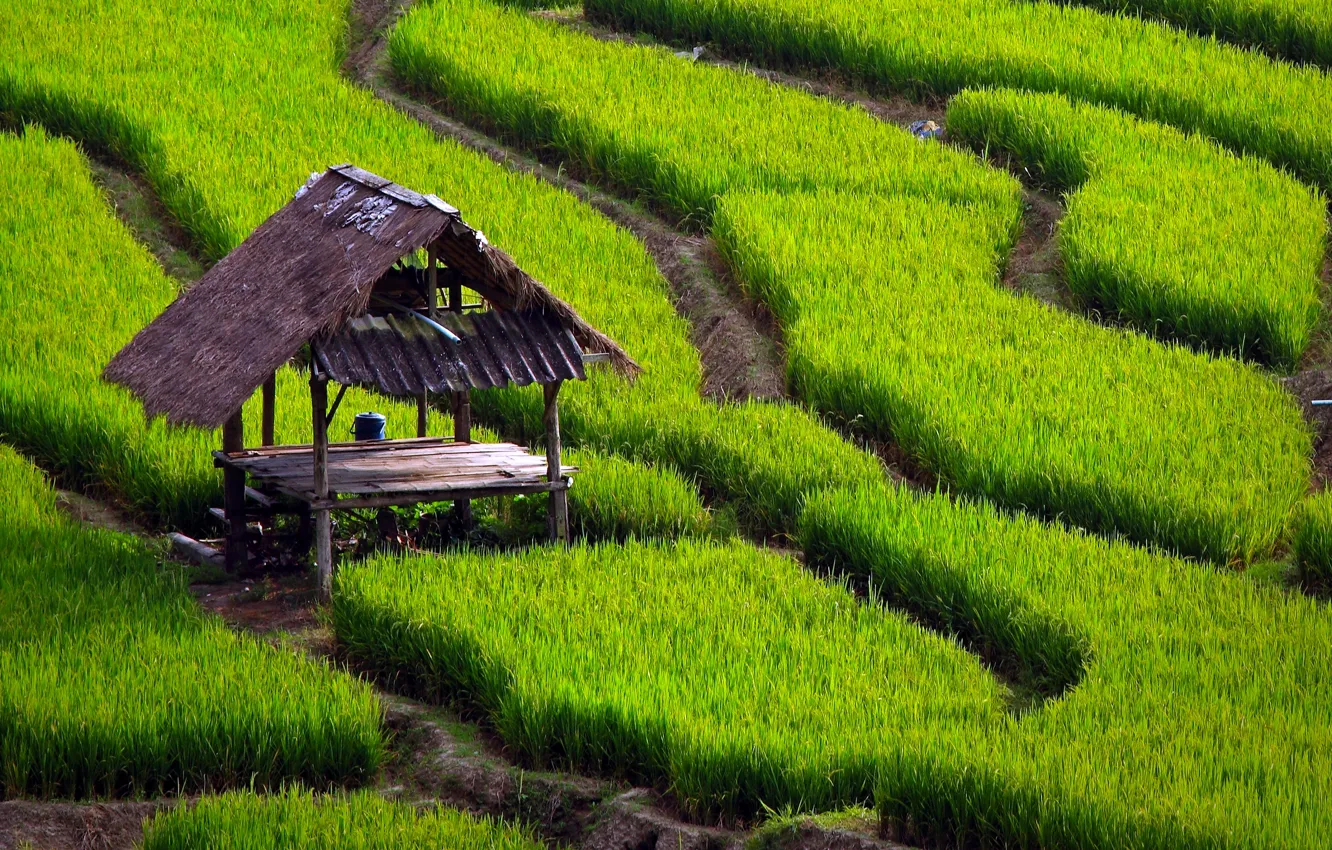 Photo wallpaper grass, table, track, canopy, rice fields