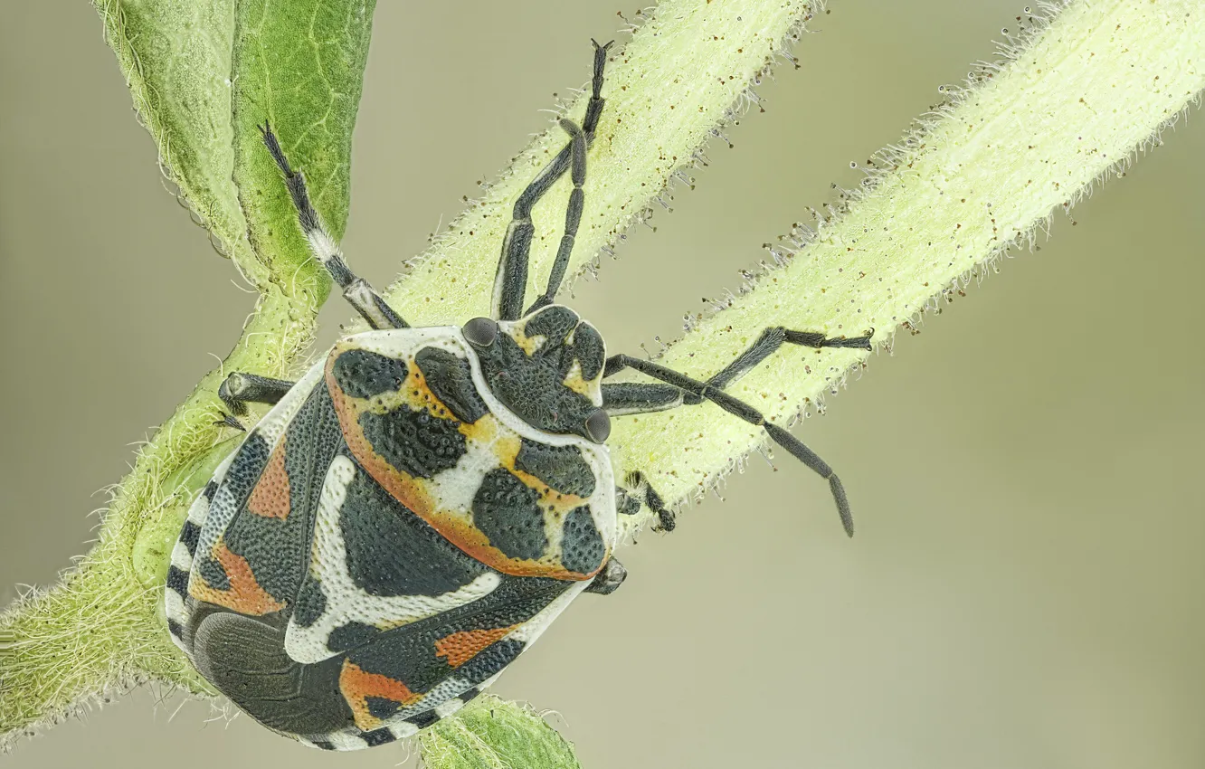 Photo wallpaper background, beetle, a blade of grass, bug
