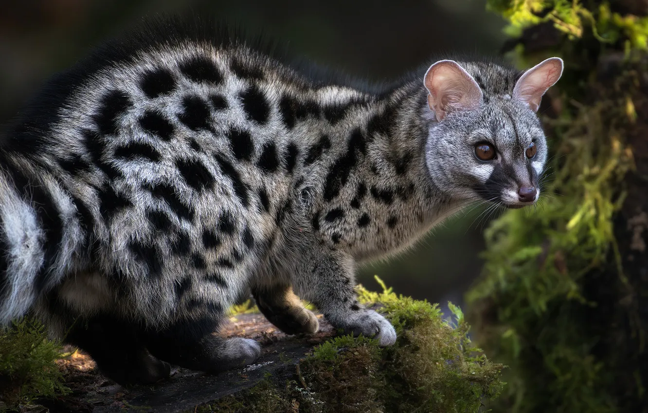 Photo wallpaper look, light, pose, the dark background, moss, stump, paws, face