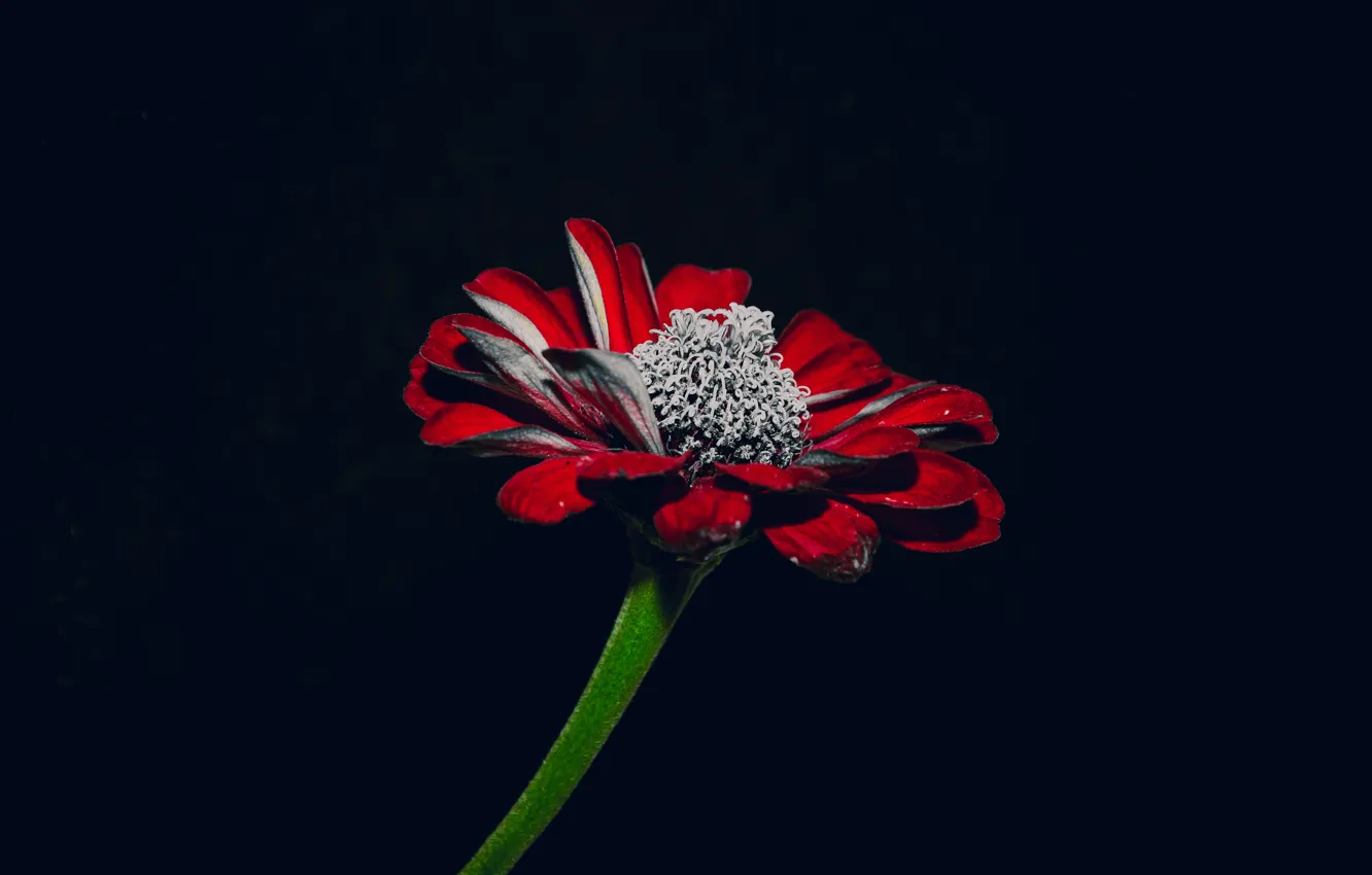 Photo wallpaper flower, nature, plant, Noir, flower, red flower, on a black background