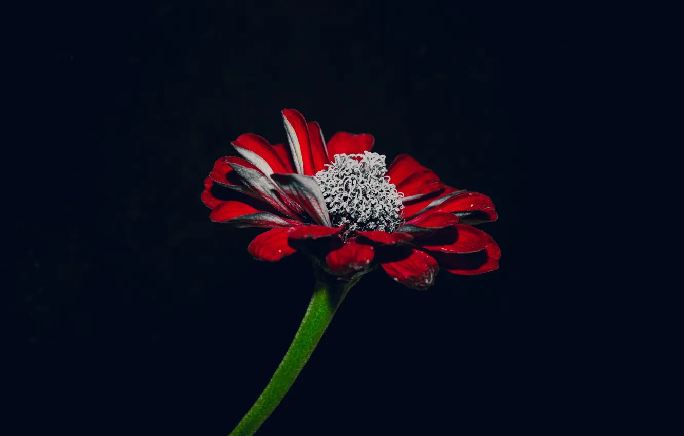 Photo wallpaper flowers, nature, plant, Noir, flower, red flower, on a black background