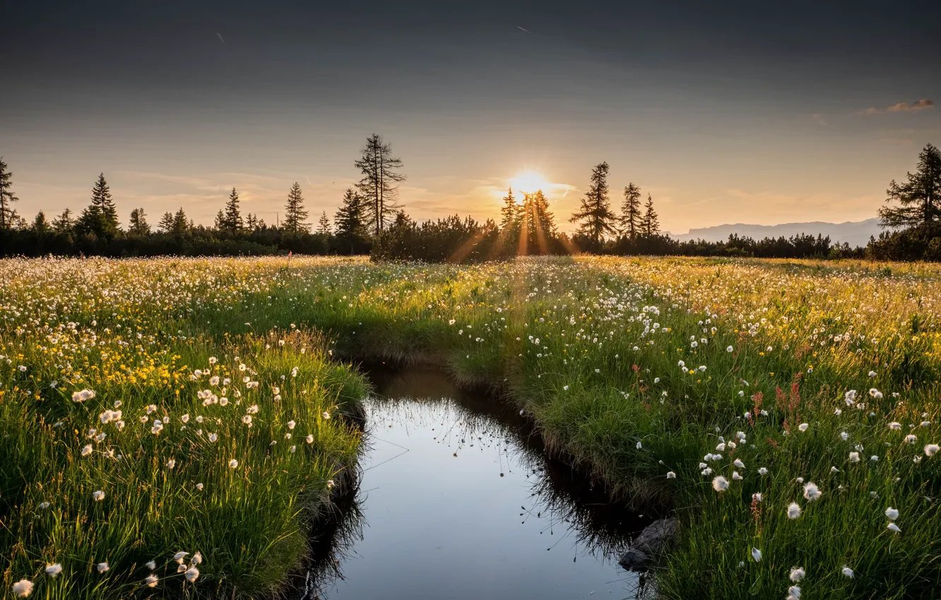 Wallpaper the sky, grass, water, the sun, rays, light, sunset, flowers ...