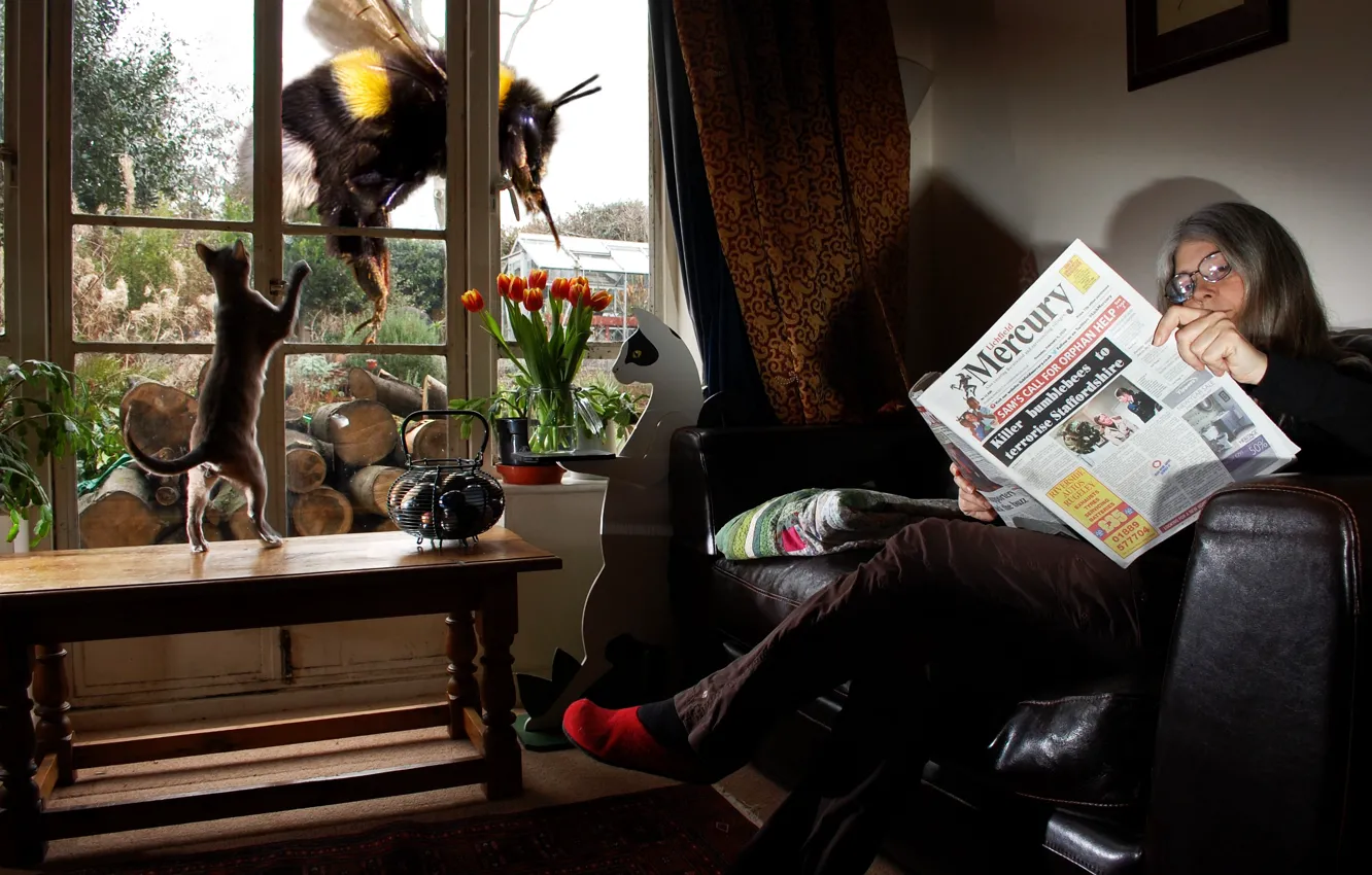 Photo wallpaper cat, woman, the situation, grandma, window, newspaper, bumblebee, reading