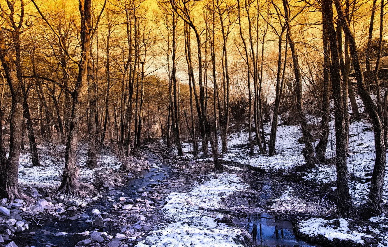 Photo wallpaper winter, forest, trees