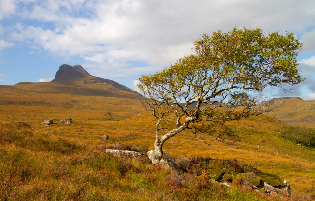 Photo wallpaper the sky, grass, trees, mountains, slope