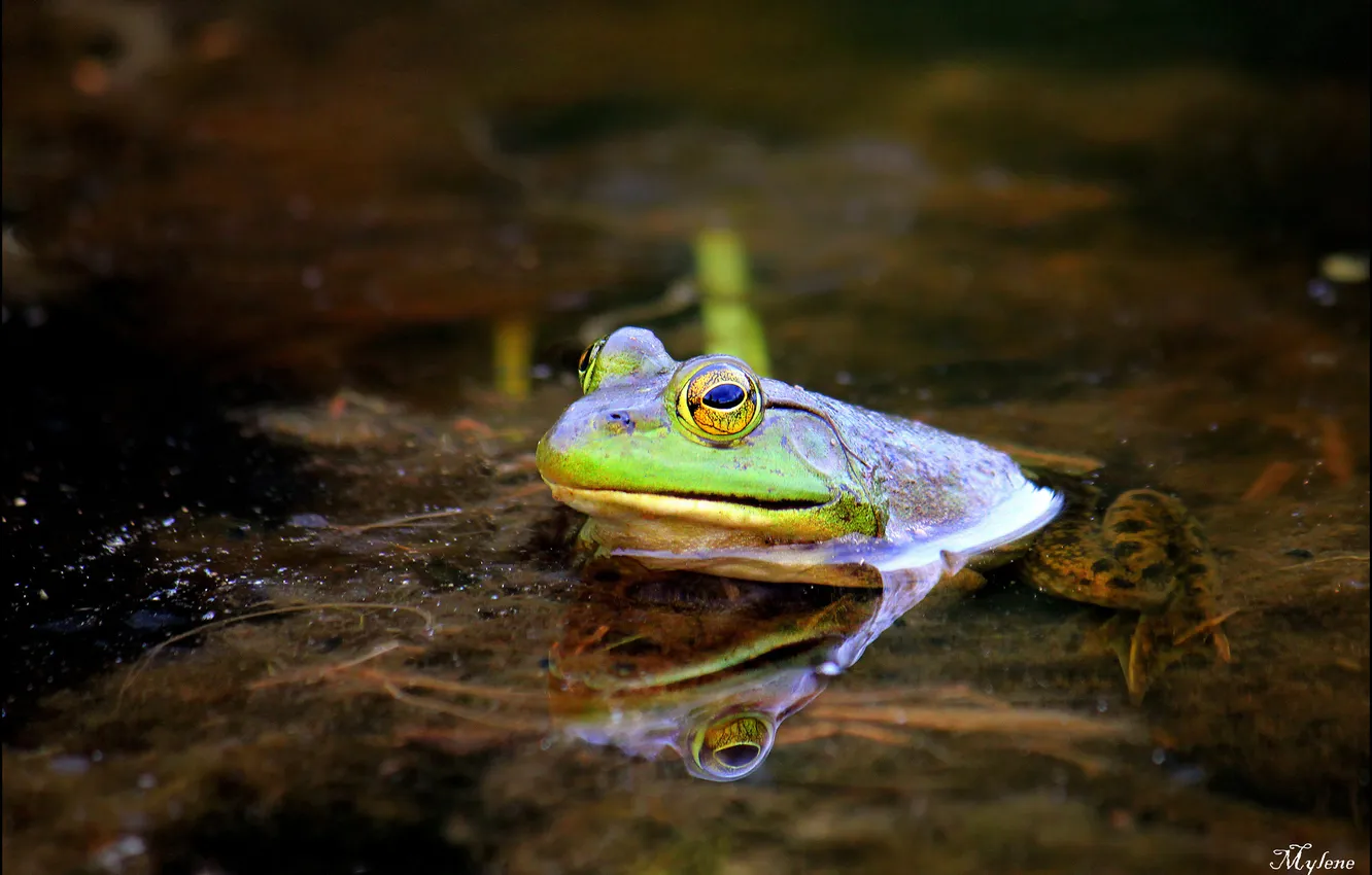 Photo wallpaper water, lake, swamp, frog, green