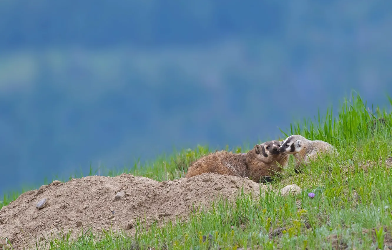 Photo wallpaper the sky, nature, two, baby, pair, cub, mom, badger