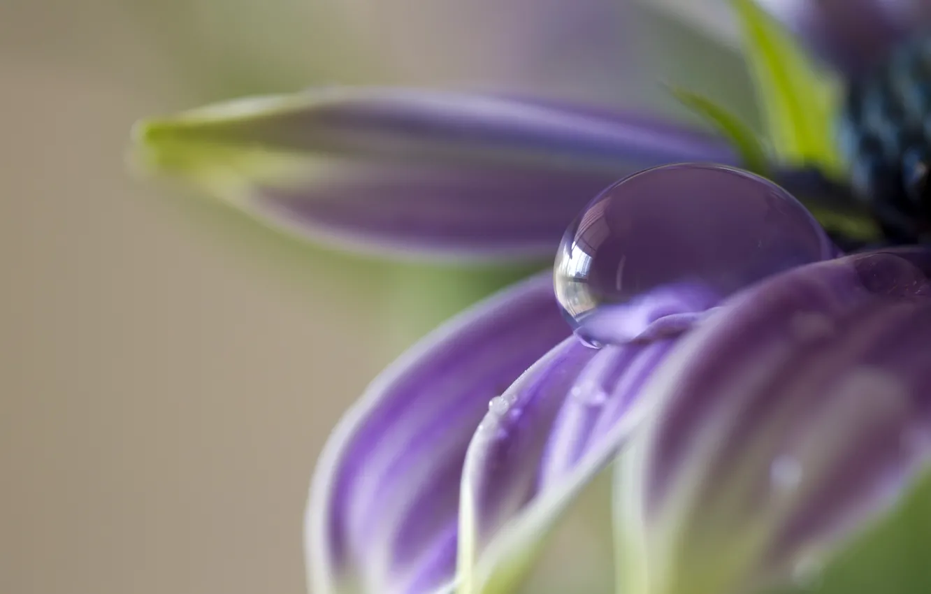 Photo wallpaper macro, flowers, droplets, petals, lilac