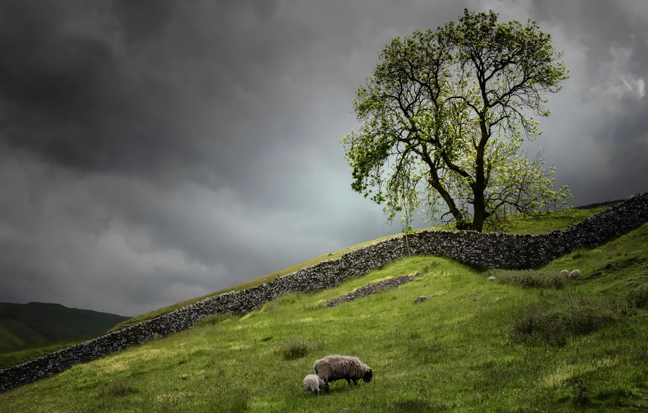 Photo wallpaper greens, field, summer, grass, trees, branches, clouds, stones