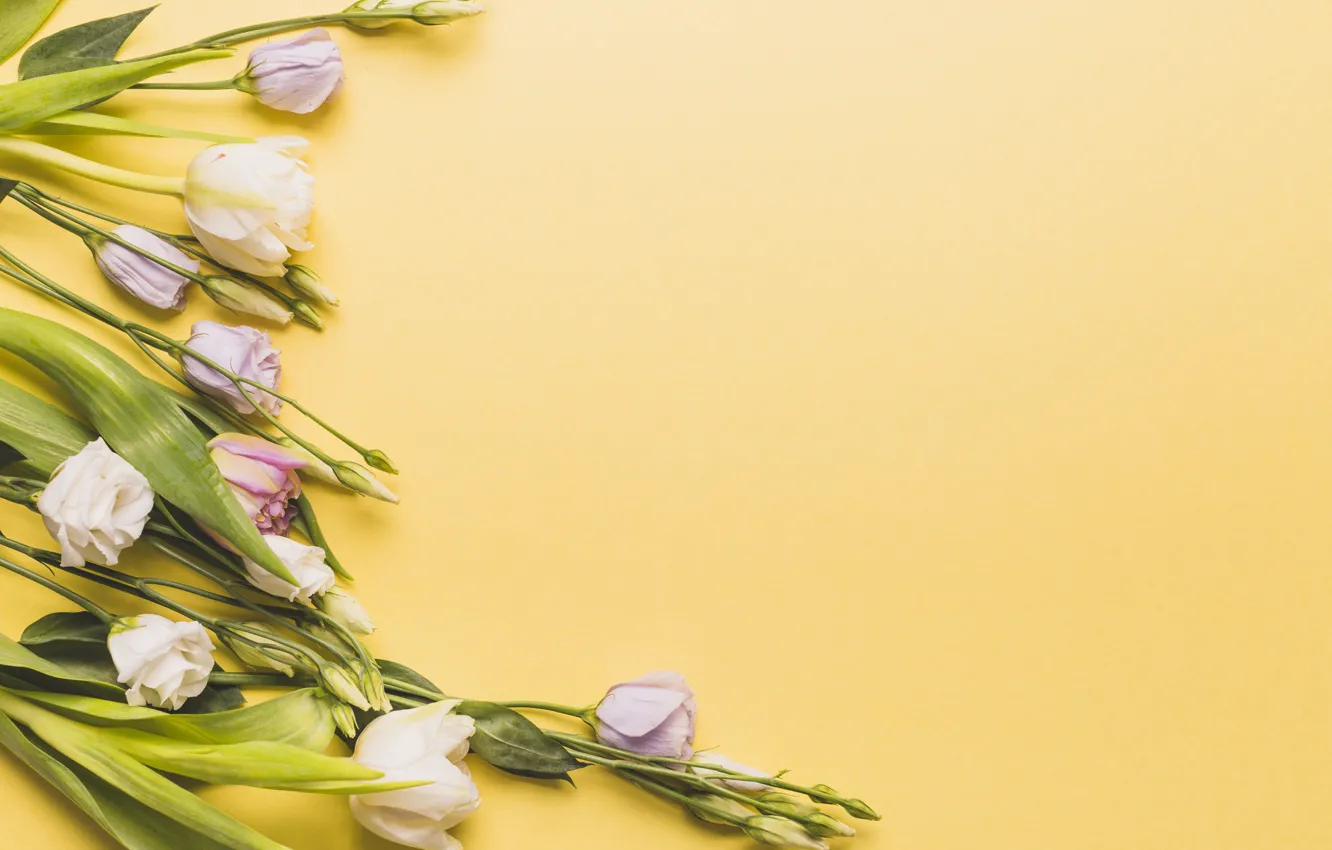 Photo wallpaper flowers, buds, eustoma