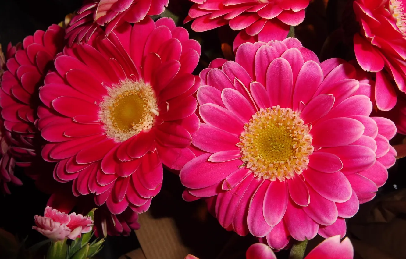 Photo wallpaper gerbera, pink flowers, Pink gerbera