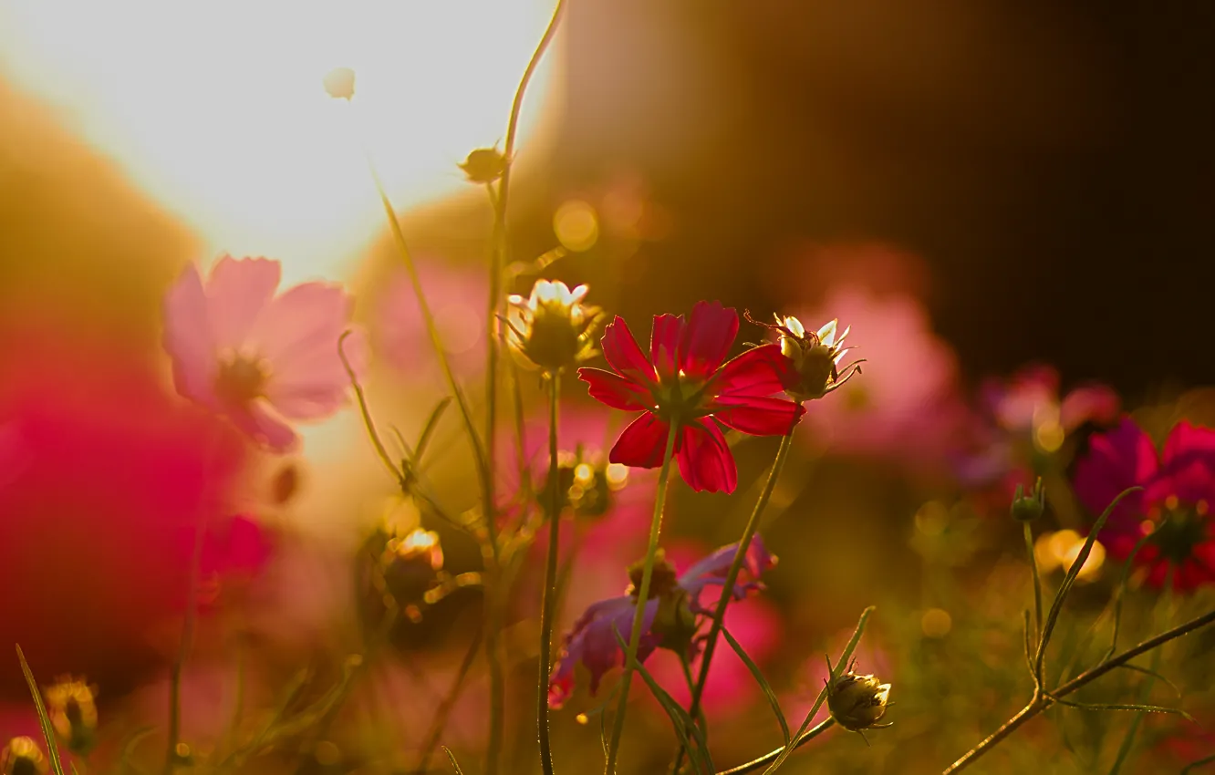 Photo wallpaper flowers, glare, flowerbed, at sunset, kosmeya