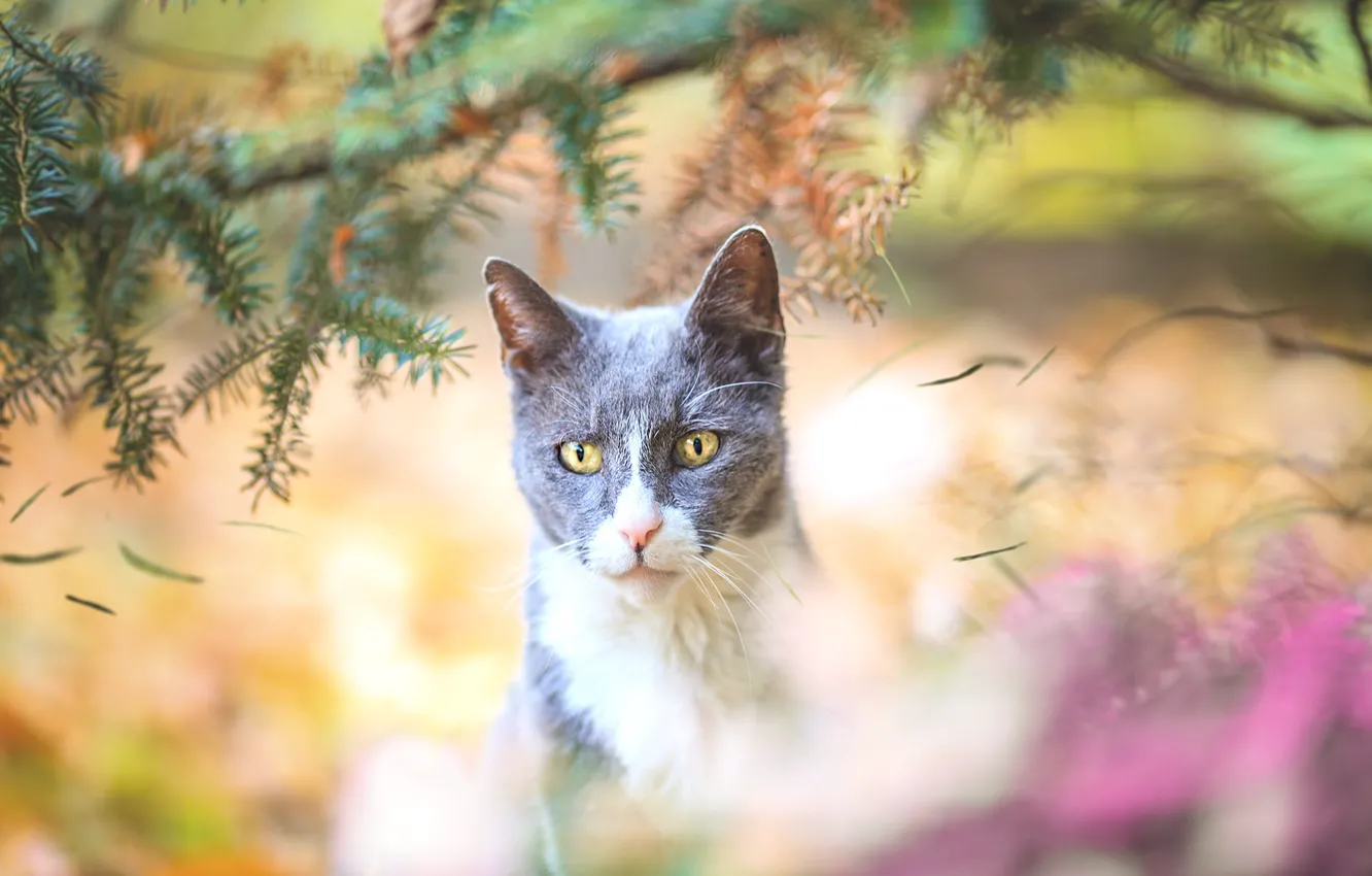 Photo wallpaper cat, cat, look, branches, nature, blur, needles
