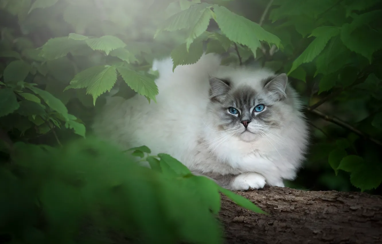 Photo wallpaper cat, cat, look, leaves, branches, nature, lies, log