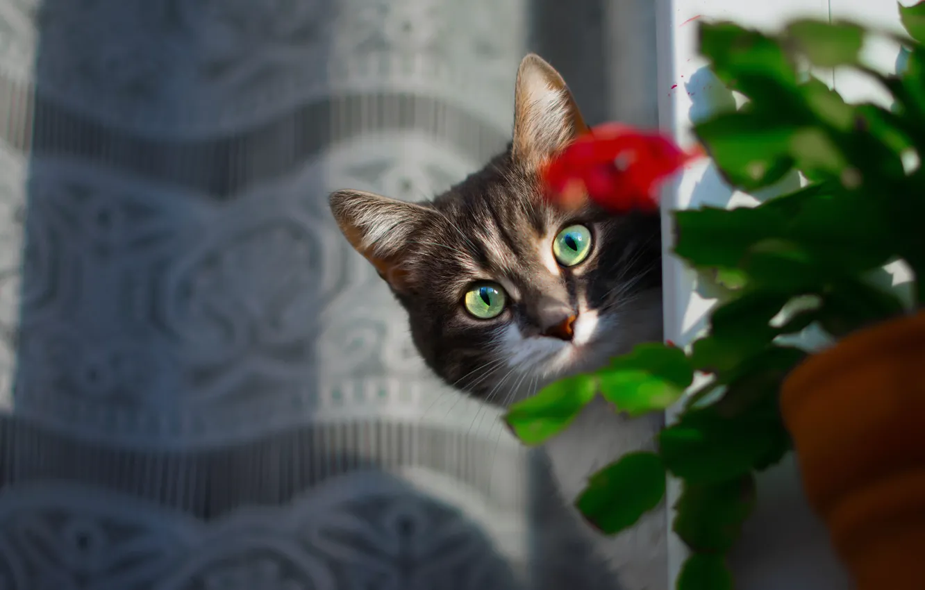 Photo wallpaper cat, look, face, flowers, Kote, blind