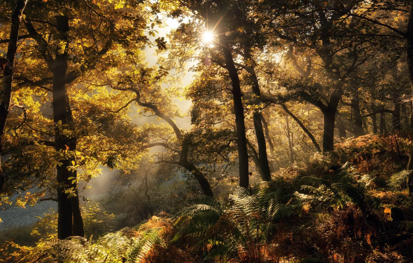 Photo wallpaper autumn, forest, light, fern