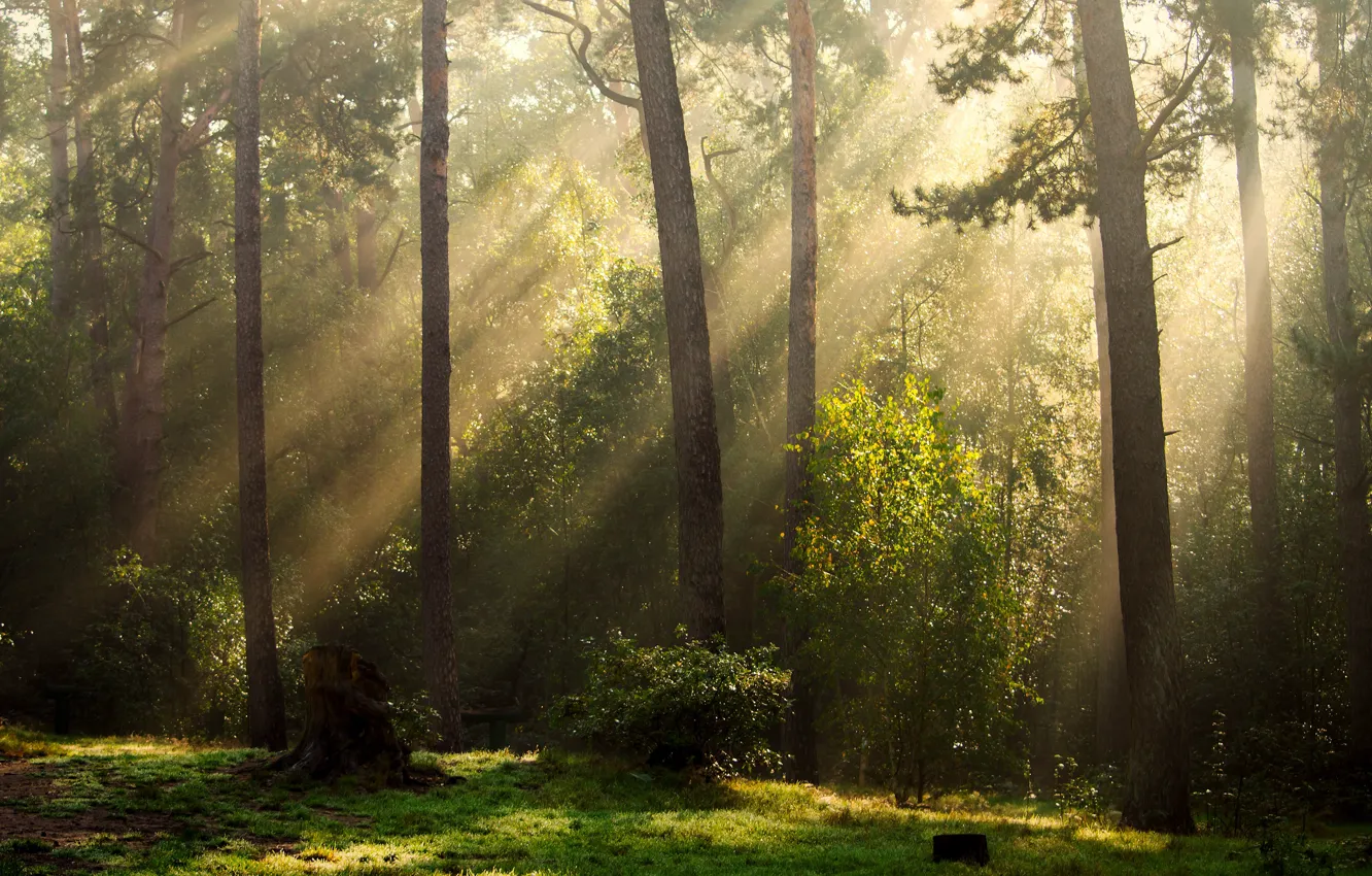 Photo wallpaper greens, forest, summer, the sun, rays, light, fog, trunks