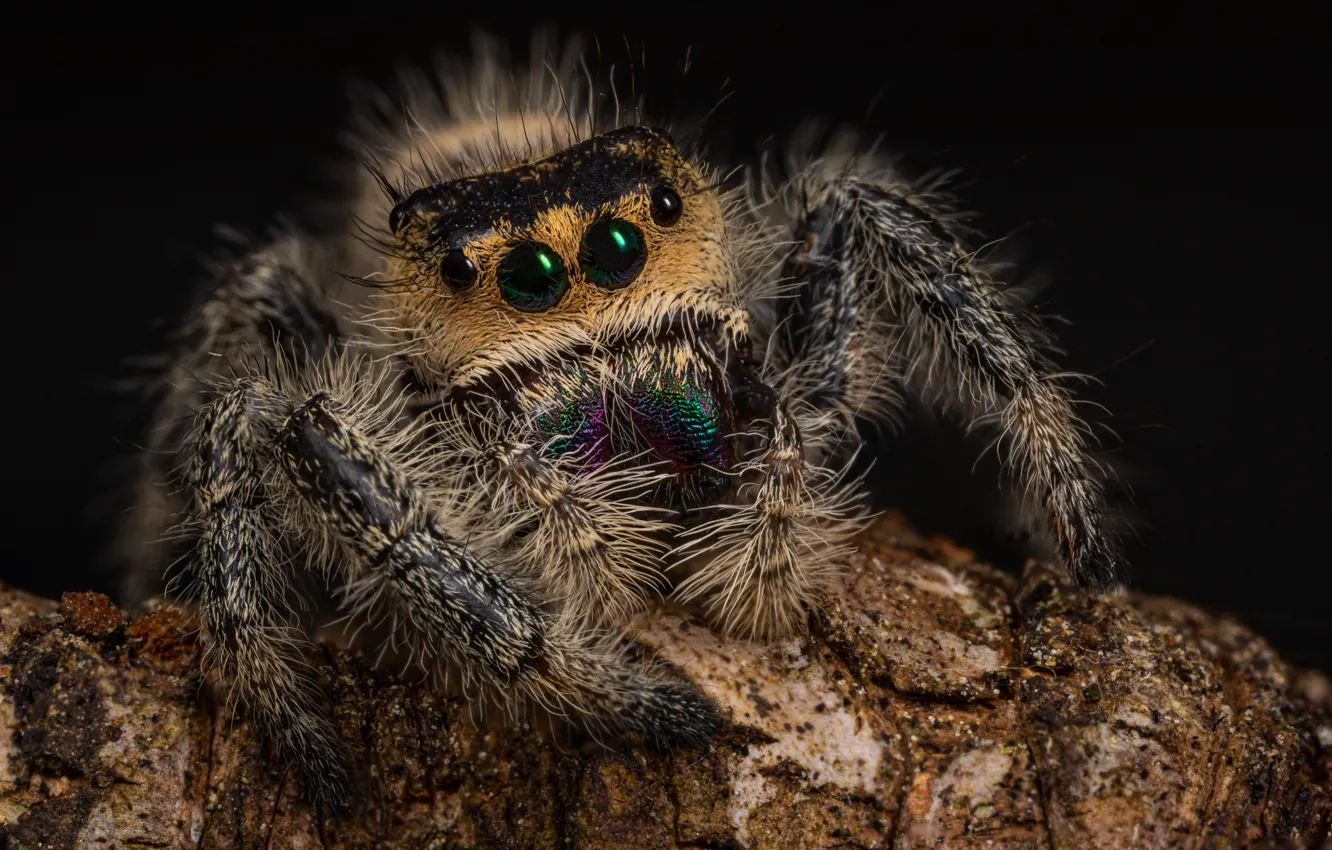 Photo wallpaper look, macro, the dark background, spider, bark, jumper, spider, jumping spider