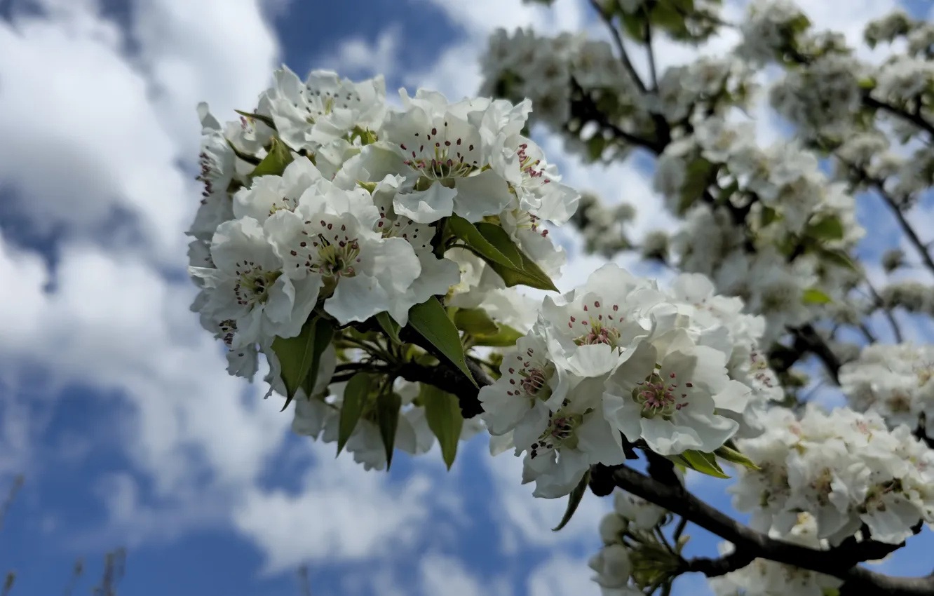 Photo wallpaper flowers, nature, flowering, pear, spring 2024