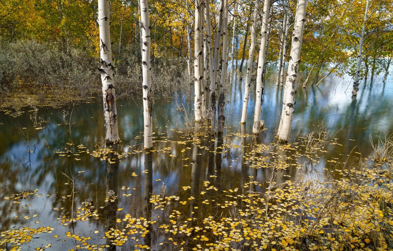 Photo wallpaper autumn, river, birch