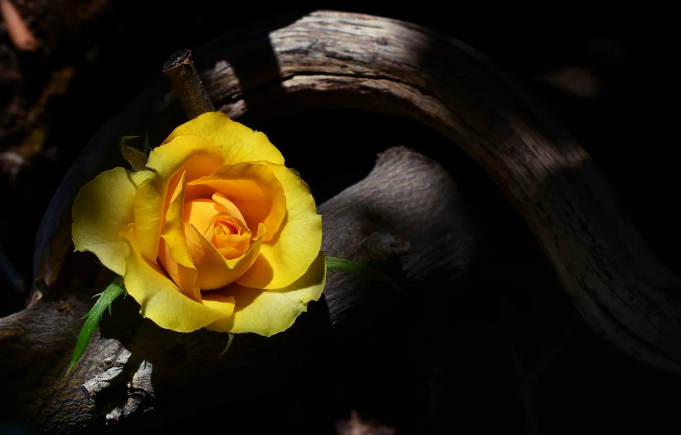 Photo wallpaper yellow, roses, snag