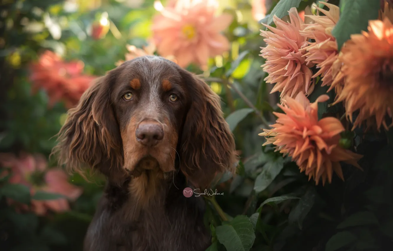 Photo wallpaper each, dog, ciety