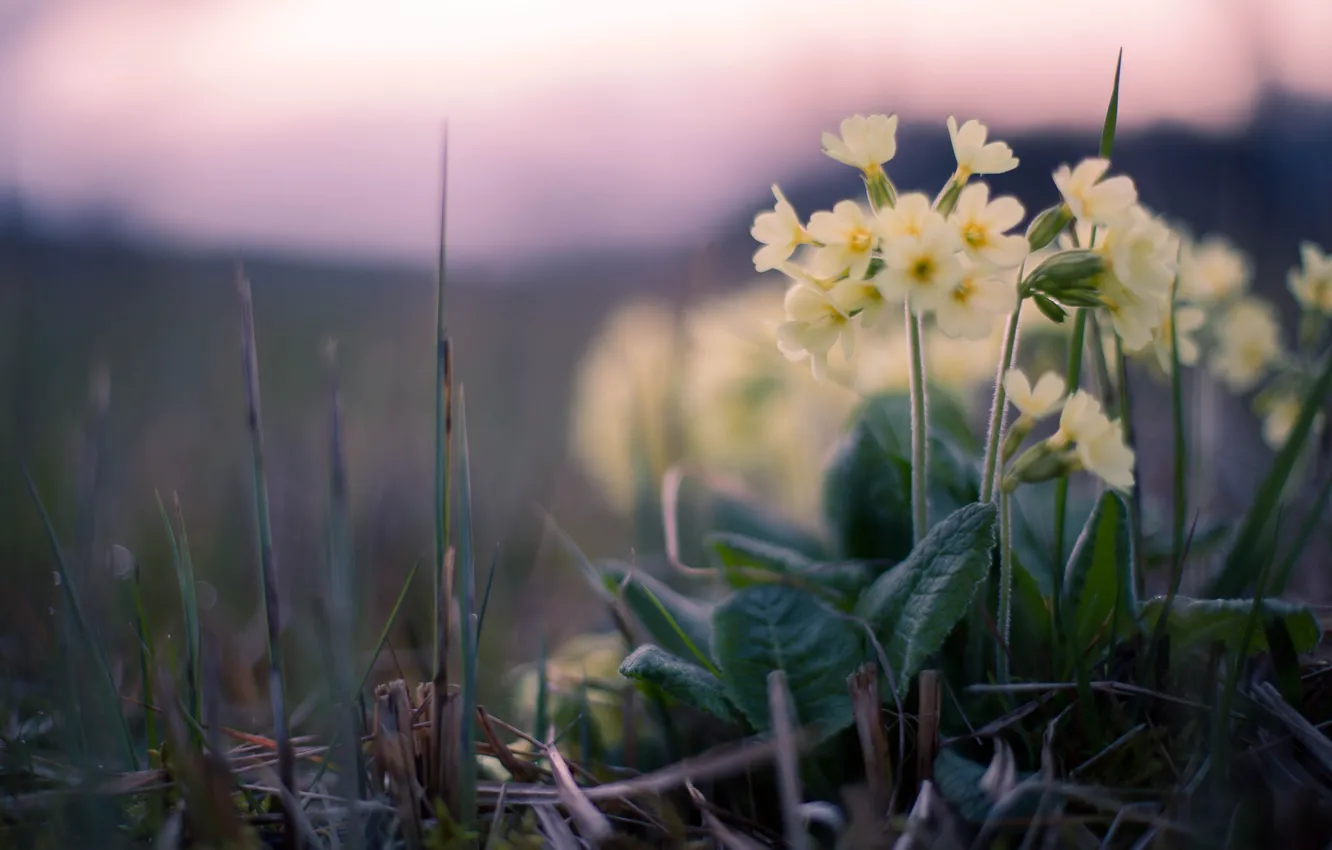 Photo wallpaper grass, sunset, flowers