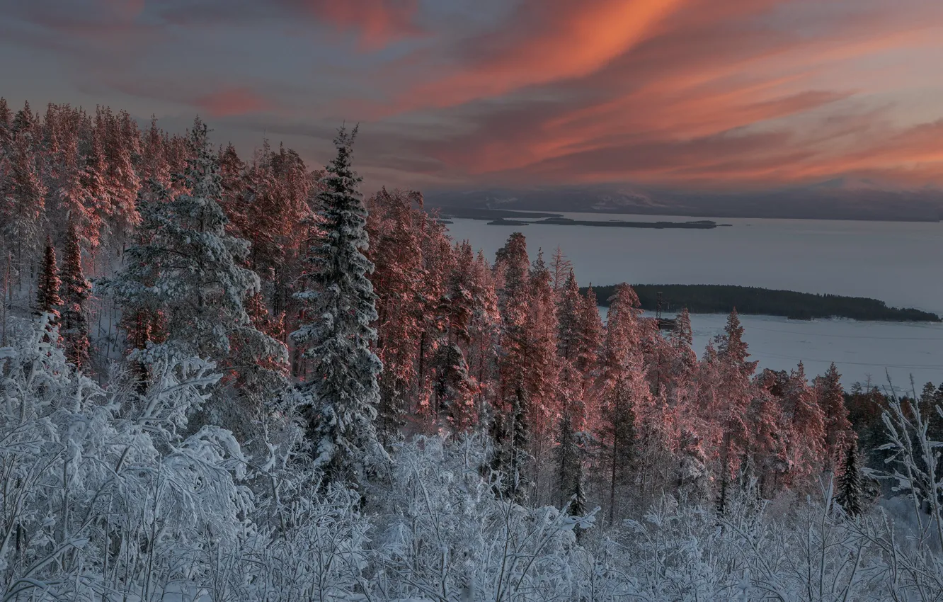 Photo wallpaper winter, forest, snow, landscape, sunset, nature, Bay, The Kola Peninsula