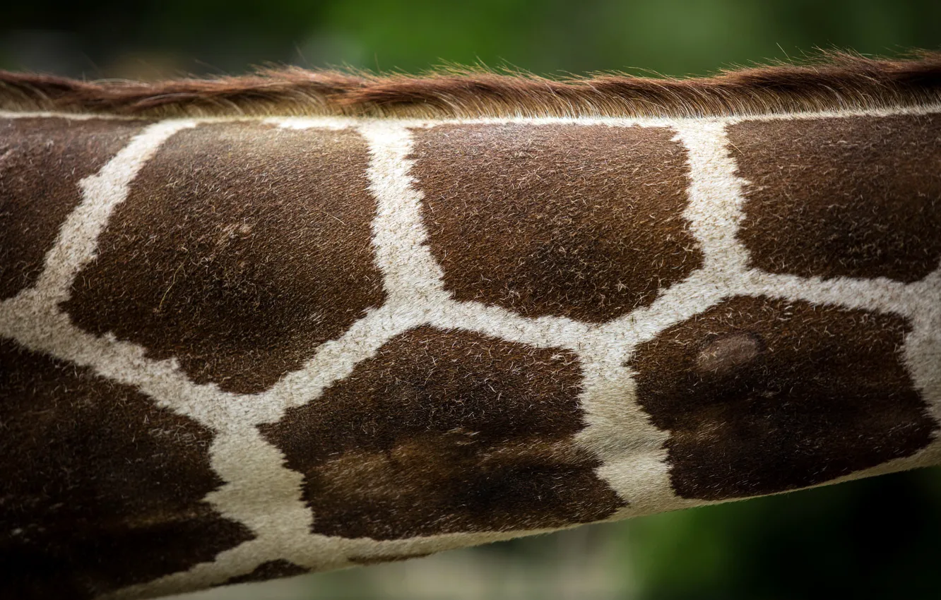 Photo wallpaper background, giraffe, neck