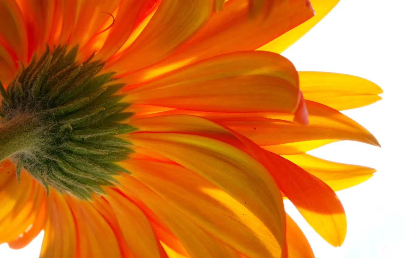 Photo wallpaper macro, flowers, nature