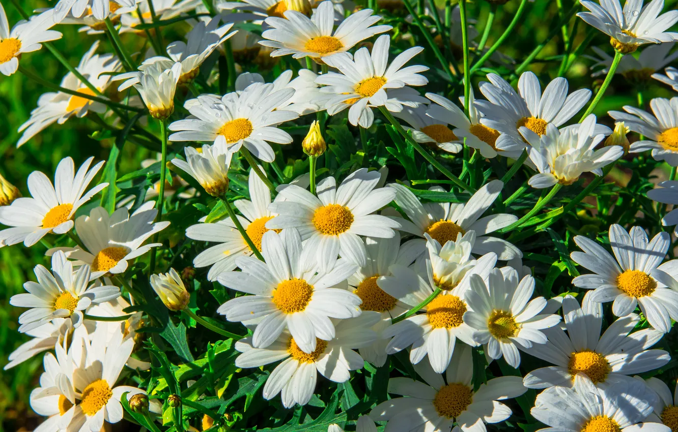 Photo wallpaper carpet, chamomile, petals, meadow