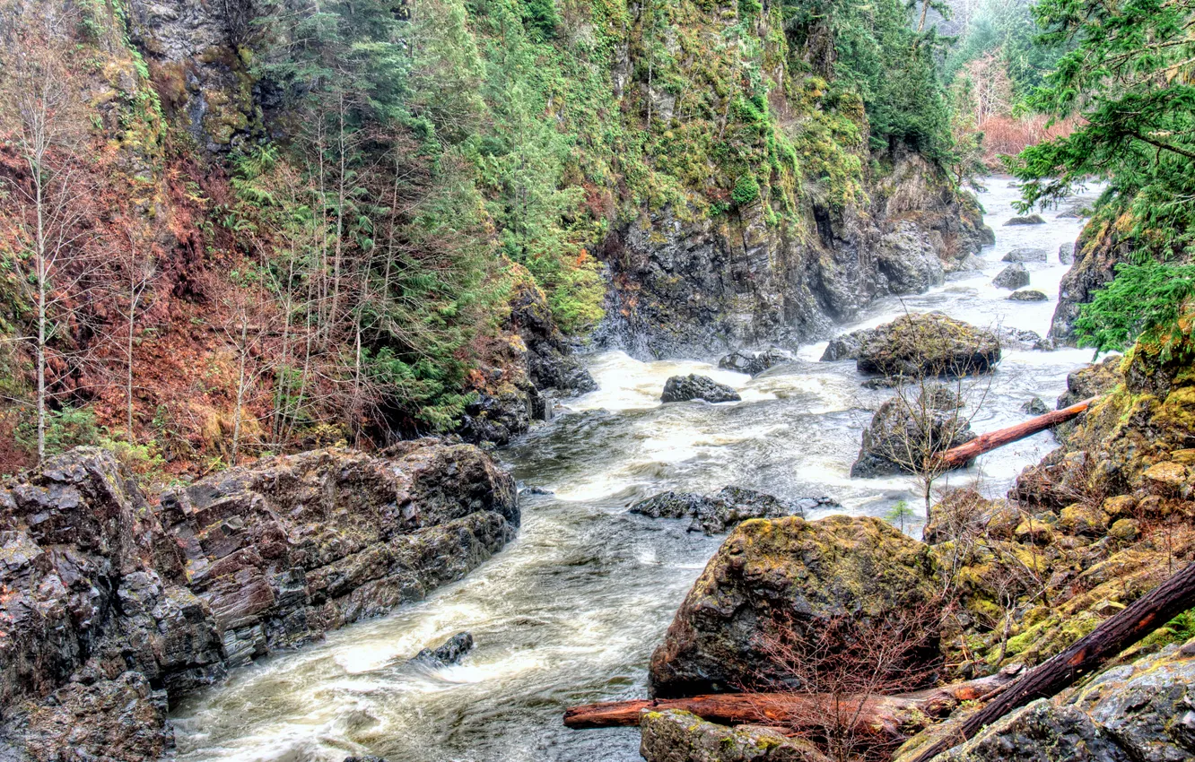 Photo wallpaper trees, river, stones, rocks, log, thresholds