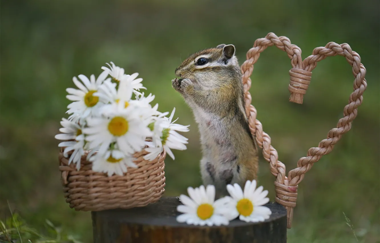 Photo wallpaper flowers, heart, stump, chamomile, Chipmunk, basket, rodent, Yevgeny Levin