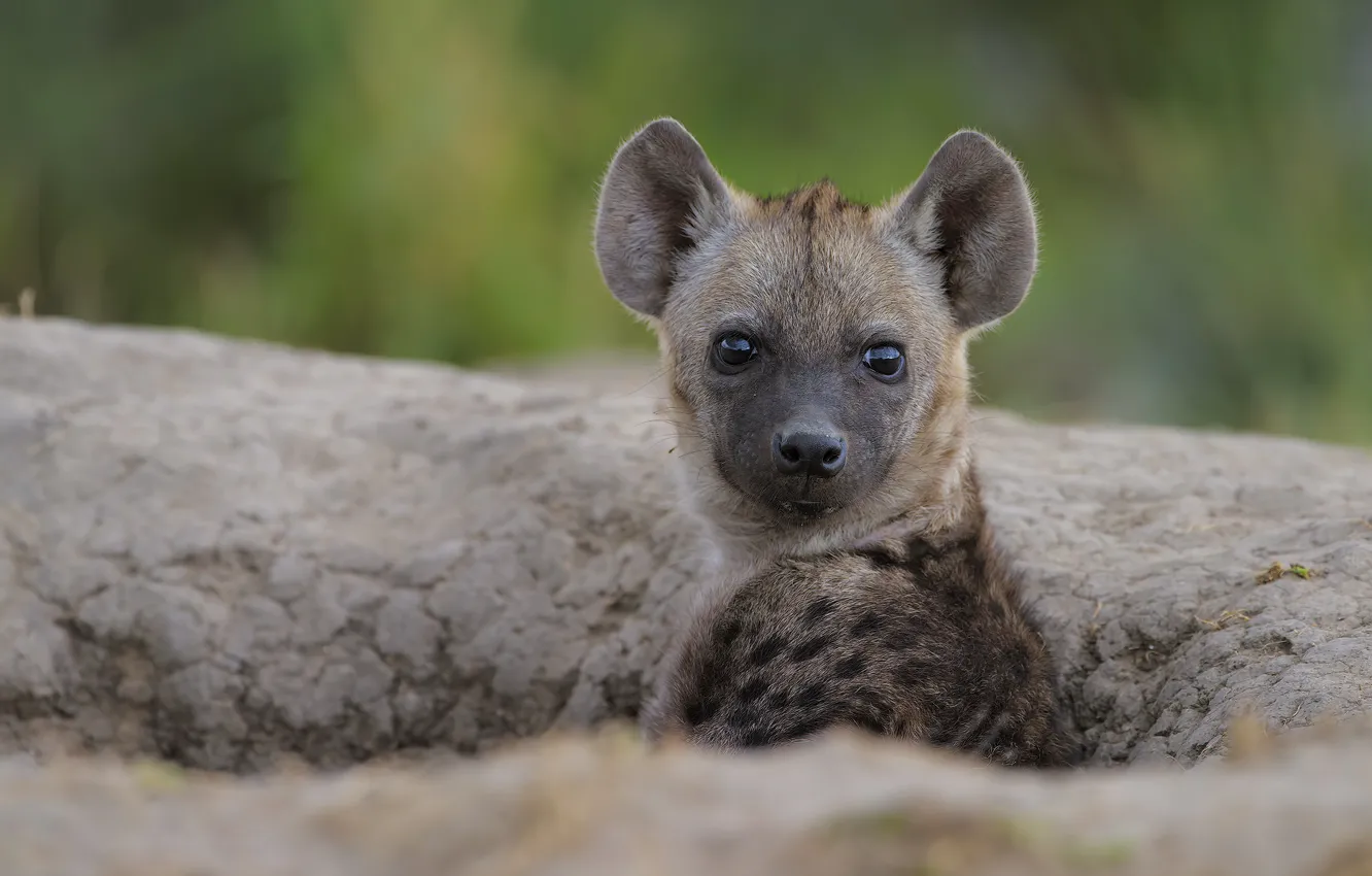 Photo wallpaper portrait, look, puppy, baby, face, hyena
