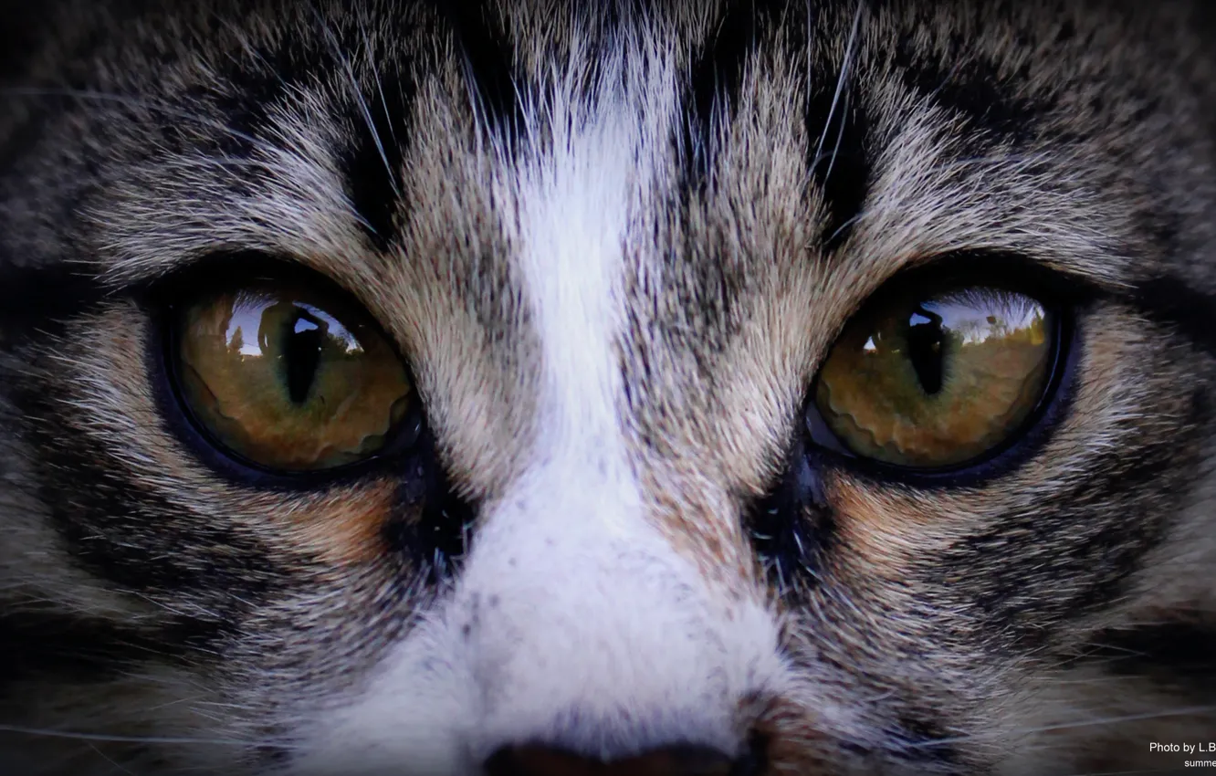 Photo wallpaper eyes, cat, look, nature, reflection, mirror, beast, wild