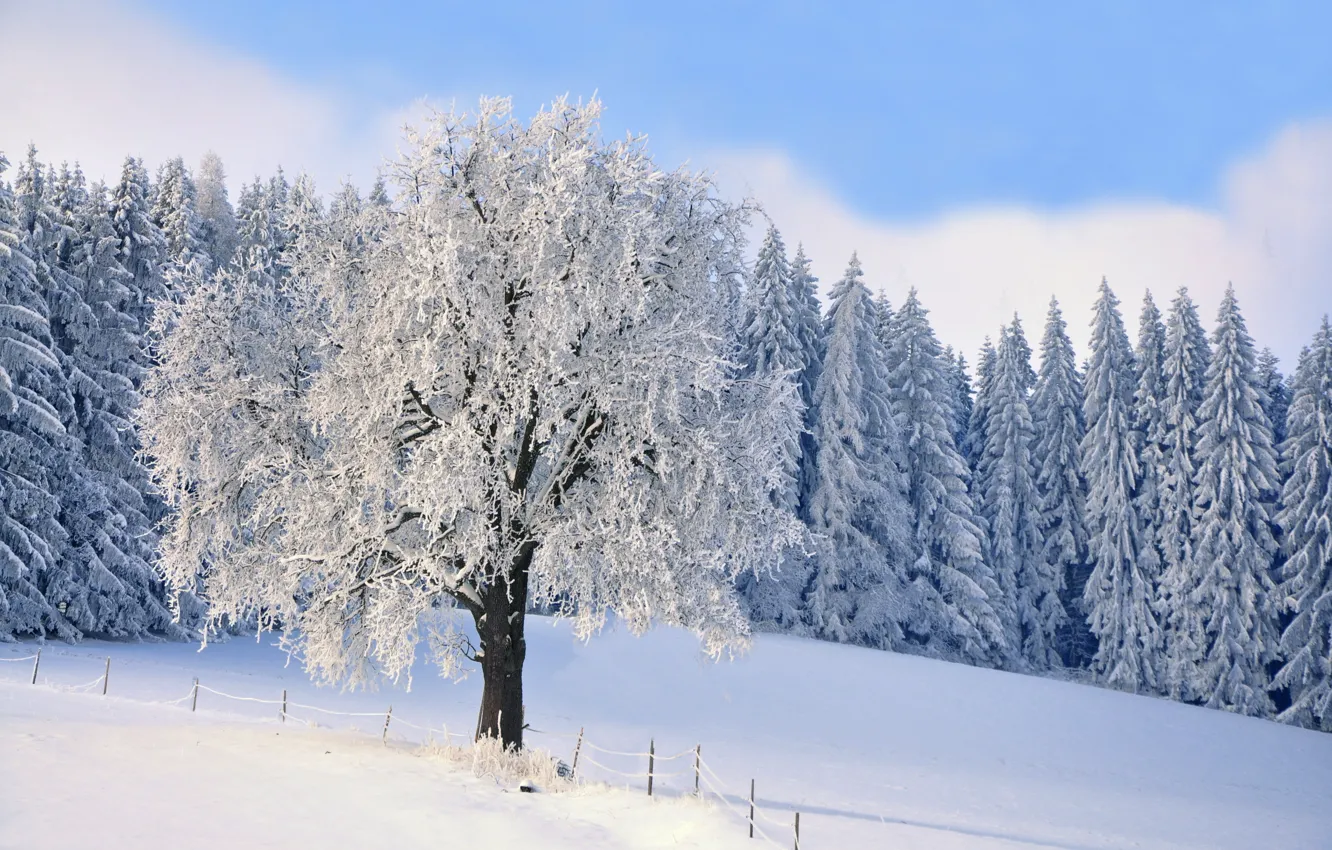 Photo wallpaper winter, frost, forest, snow, trees, ate