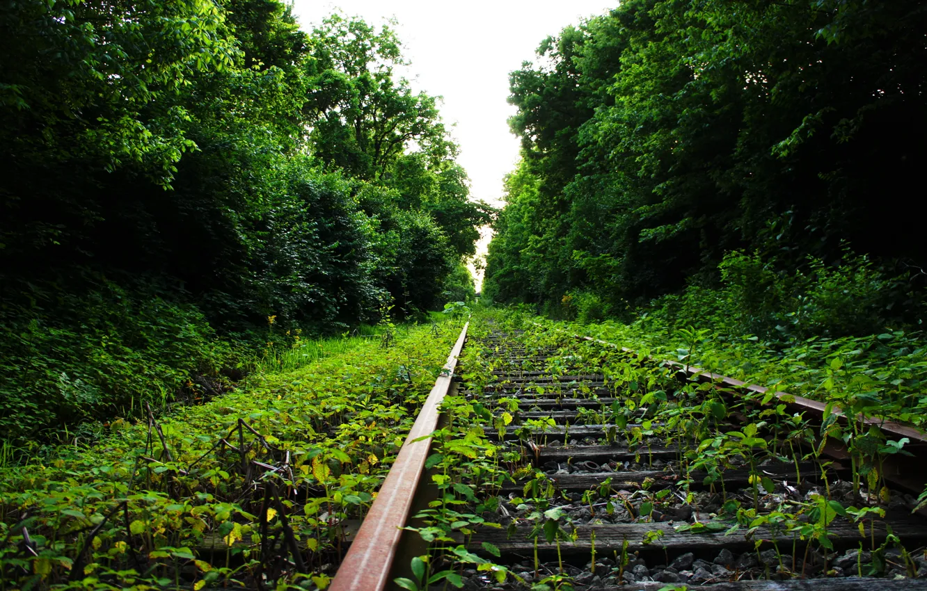 Photo wallpaper forest, summer, the way
