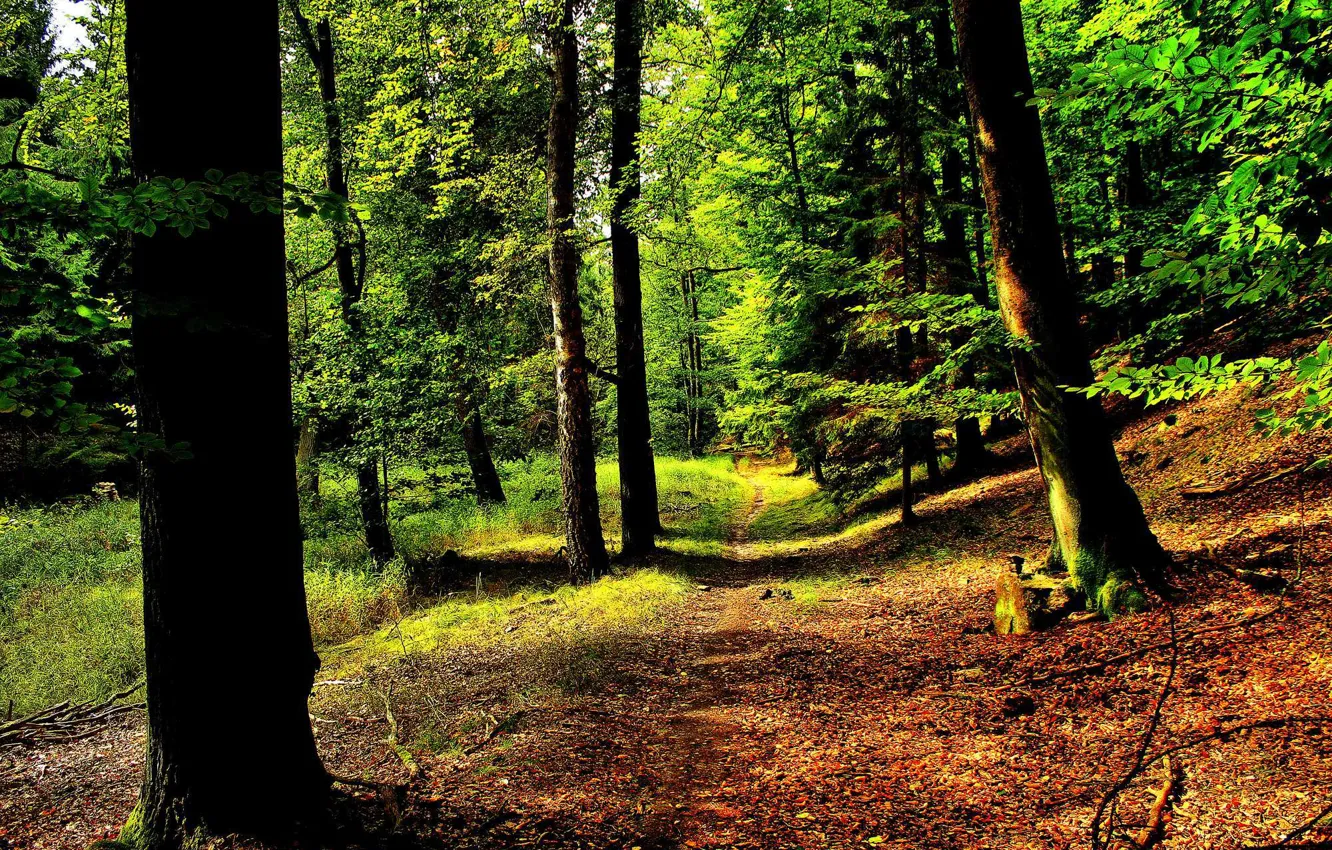 Photo wallpaper forest, summer, landscape, nature, path