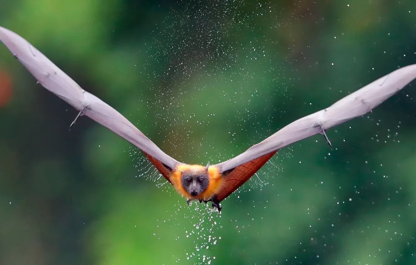 Photo wallpaper water, drops, squirt, wings, Fox, flying Fox