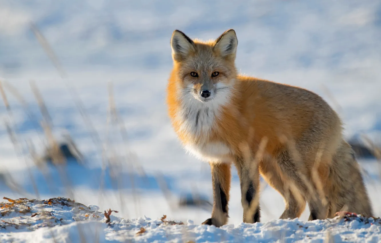 Photo wallpaper winter, look, snow, Fox, red, bokeh