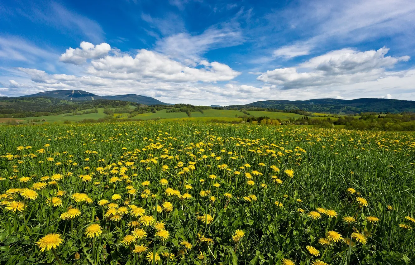 Photo wallpaper the sky, flowers, dandelion, meadow