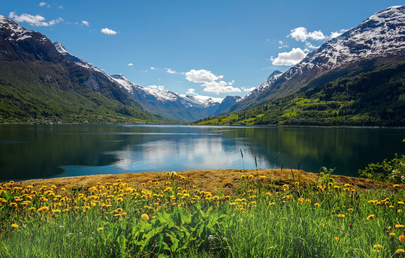Photo wallpaper flowers, mountains, Norway, dandelions, Norway, the fjord, Stryn, Nordfjord