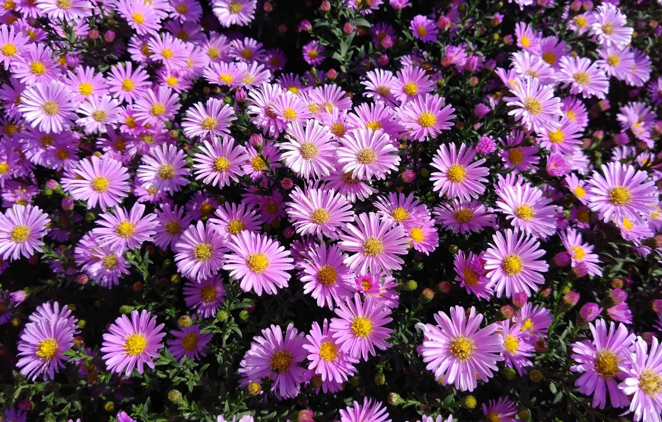 Photo wallpaper autumn, flowers, flowerbed, asters, mamala ©