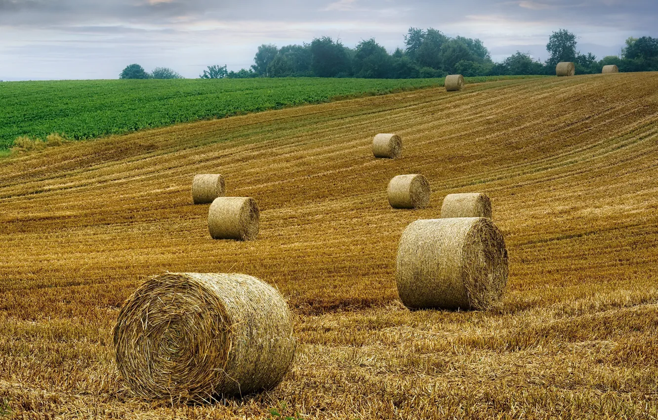 Photo wallpaper field, summer, hay
