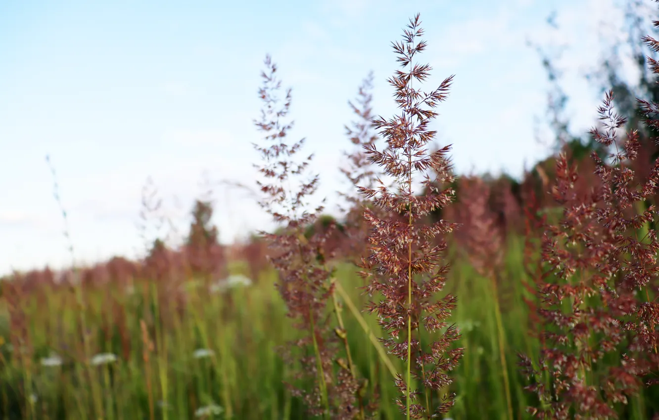 Photo wallpaper nature, the evening, field, summer, grass, sunset, plant