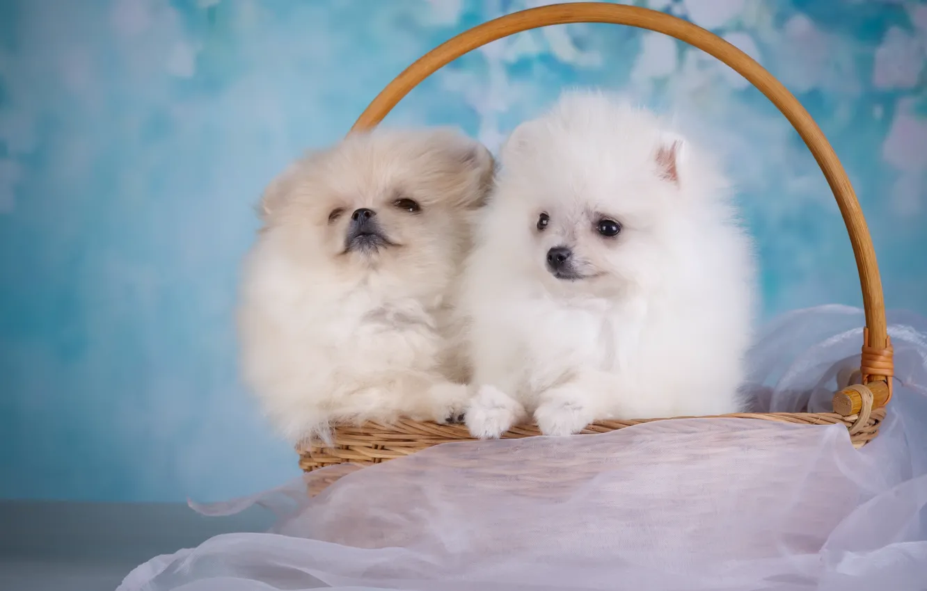Photo wallpaper background, basket, puppies, pair