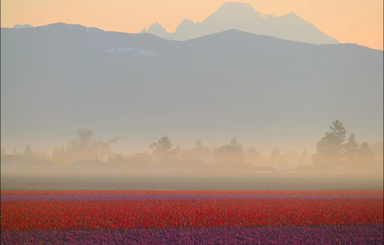 Photo wallpaper field, mountains, red, fog, dawn, tulips, haze, purple