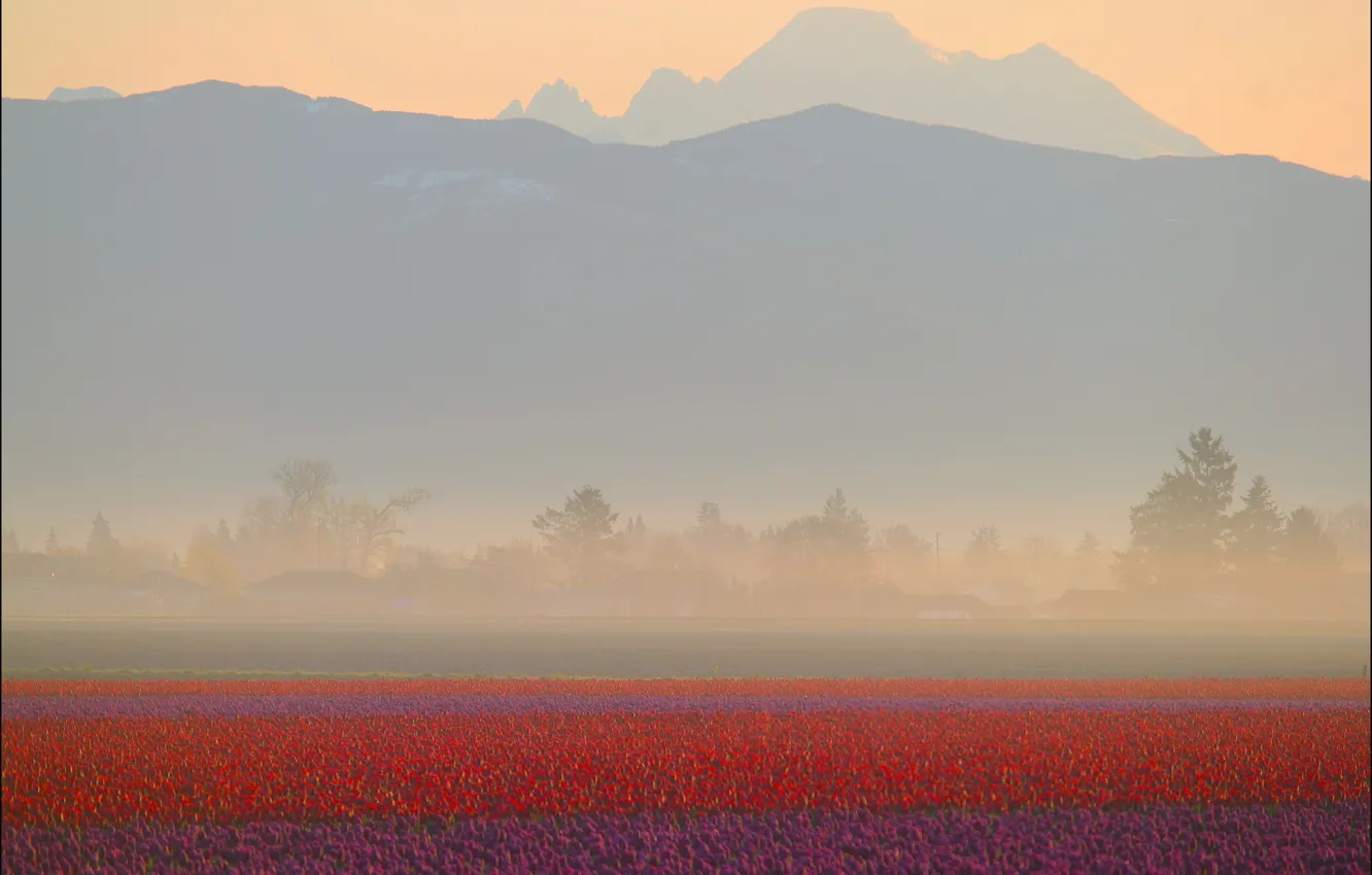 Photo wallpaper field, mountains, fog, dawn, tulips, red, haze, the countryside